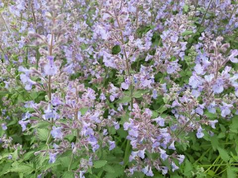 Nepeta faassenii 'Junior Walker'