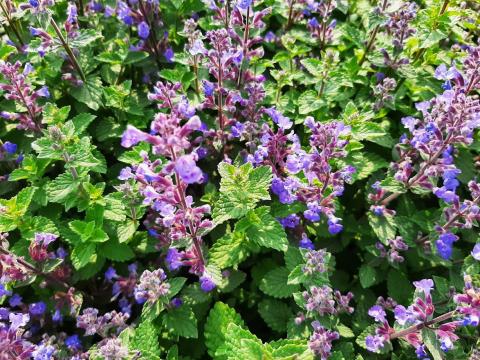 Nepeta faassenii 'Purrsian Blue'