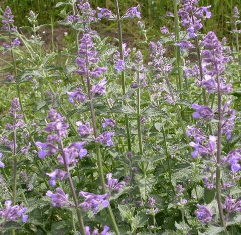 Nepeta faassenii 'Six Hill's Giant'