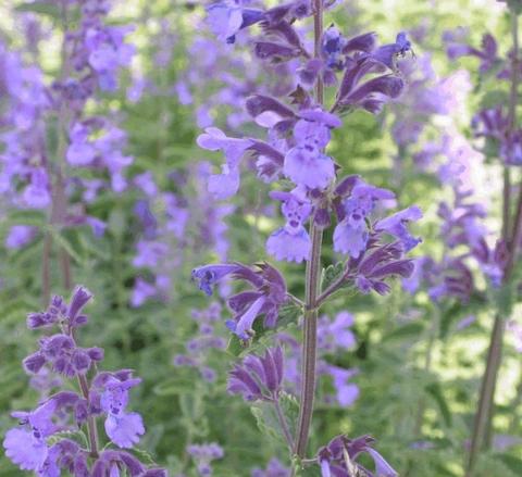 Nepeta faassenii 'Walker's Low'