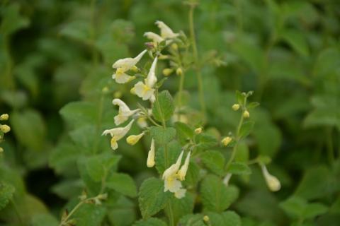 Nepeta govaniana