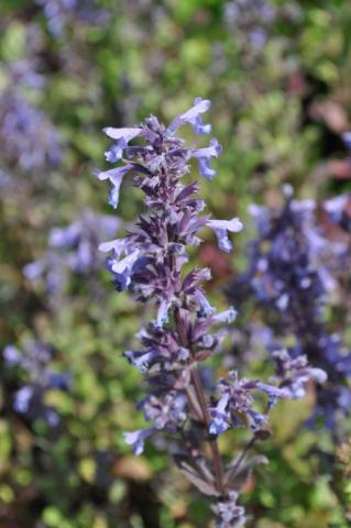 Nepeta grandiflora 'Bramdean'