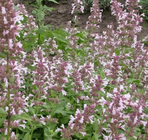 Nepeta grandiflora 'Dawn to Dusk'