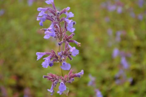 Nepeta grandiflora 'Poolbank'