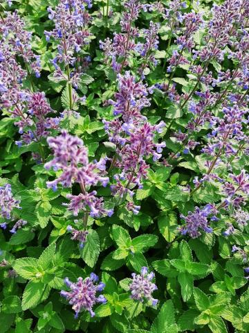 Nepeta grandiflora 'Summer Magic'