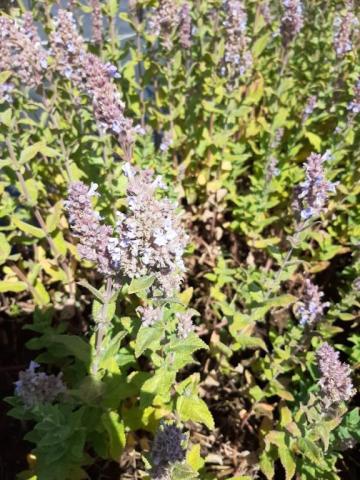 Nepeta grandiflora 'Veluws blauwtje'