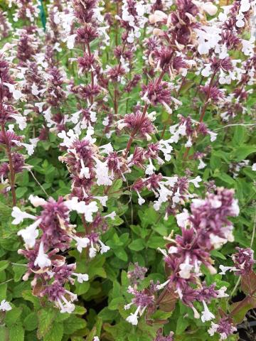Nepeta hybride 'Florina'