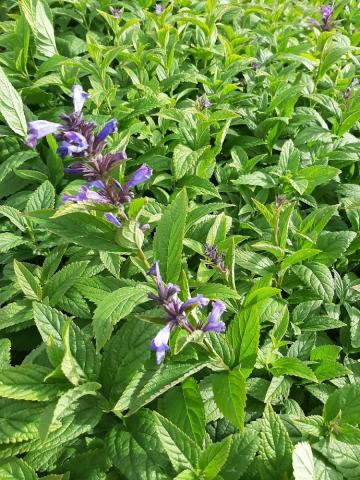 Nepeta kubanica