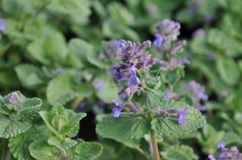 Nepeta mussinii