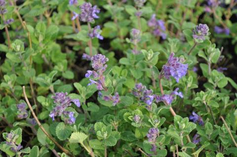 Nepeta racemosa 'Grog'