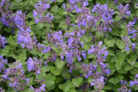 Nepeta racemosa 'Little Titch'