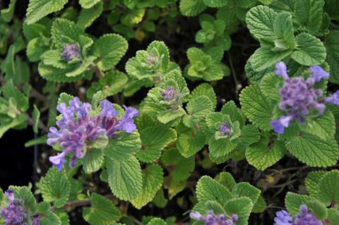 Nepeta racemosa 'Odeur Citron'