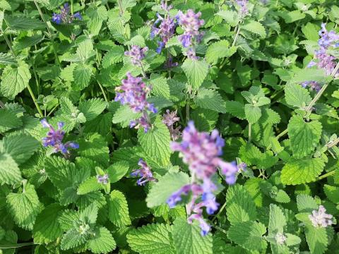 Nepeta racemosa 'Superba'