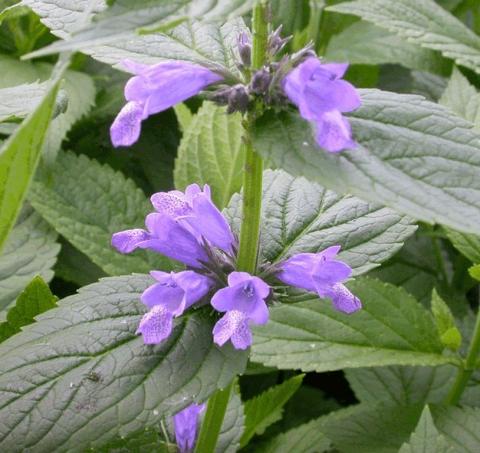 Nepeta subsessilis