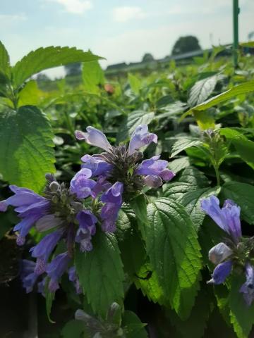 Nepeta subsessilis 'Laufen'