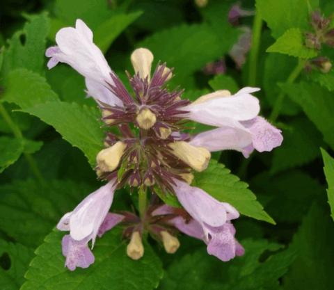 Nepeta subsessilis 'Sweet Dreams'