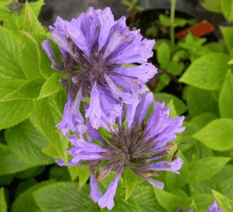 Nepeta subsessilis 'Washfield'