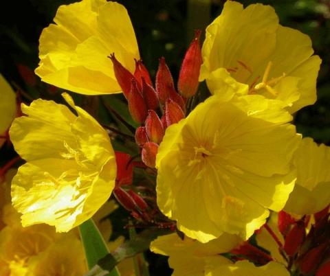 Oenothera fruticosa (tetragona)