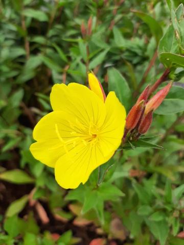 Oenothera fruticosa 'Fyrverkery'