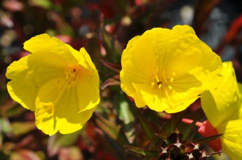 Oenothera fruticosa 'Sonnenwende'