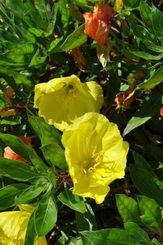 Oenothera macrocarpa (missouriensis)