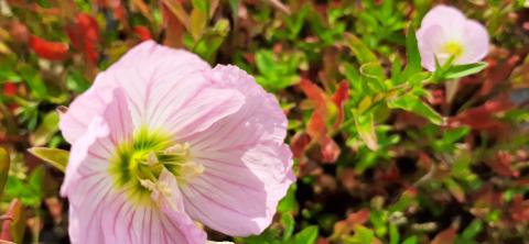 Oenothera speciosa 'Soft Pink'