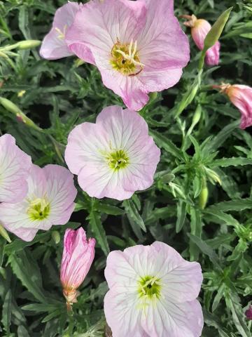 Oenothera speciosa 'Siskyou'