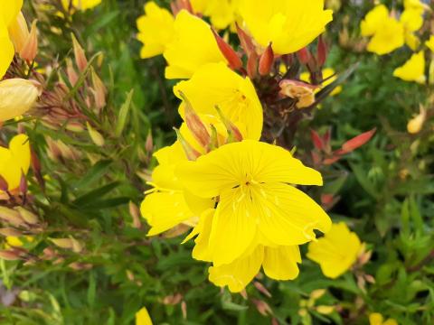 Oenothera tetragona 'Yellow River'