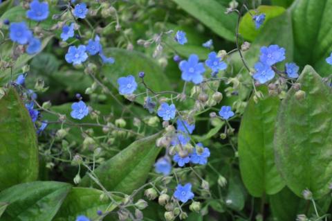 Omphalodes cappadocica 'Cherry Ingram'