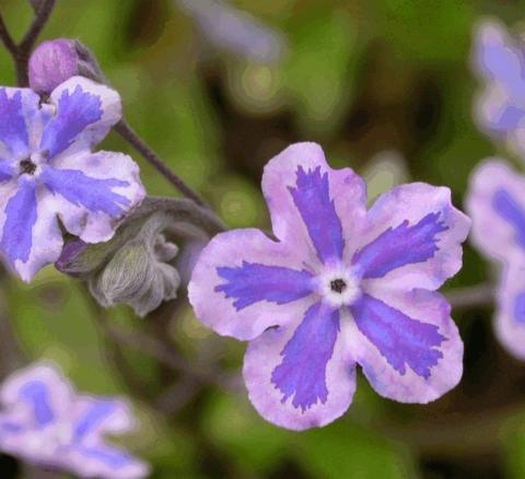 Omphalodes cappadocica 'Starry Eyes'