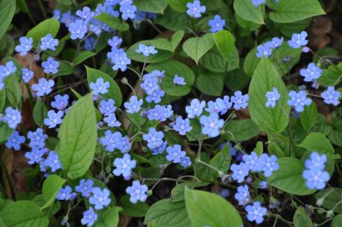 Omphalodes verna