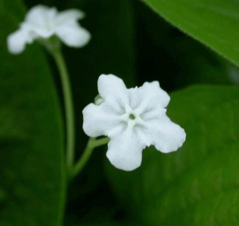 Omphalodes verna 'Alba'