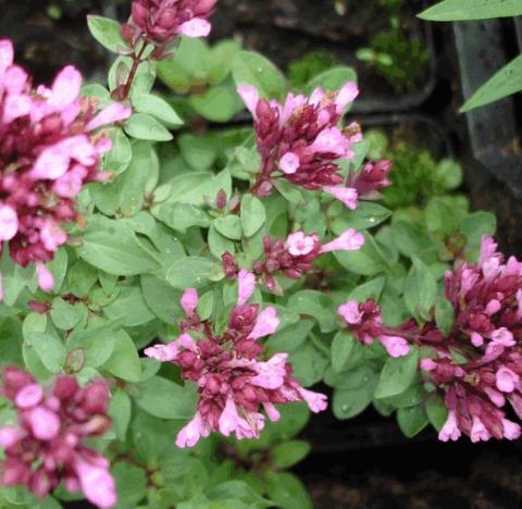 Origanum laevigatum 'Herrenhausen'