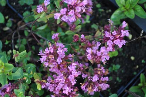 Origanum laevigatum 'Hopleys'