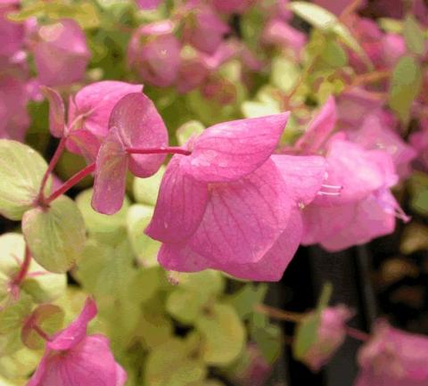 Origanum rotundifolium 'Kent Beauty'