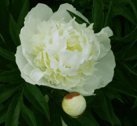Paeonia 'Duchesse de Nemours' (LD)