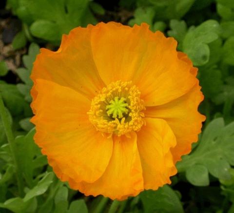 Papaver nudicaule 'Gartenzwerg'