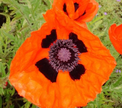 Papaver orientale 'Brillant'