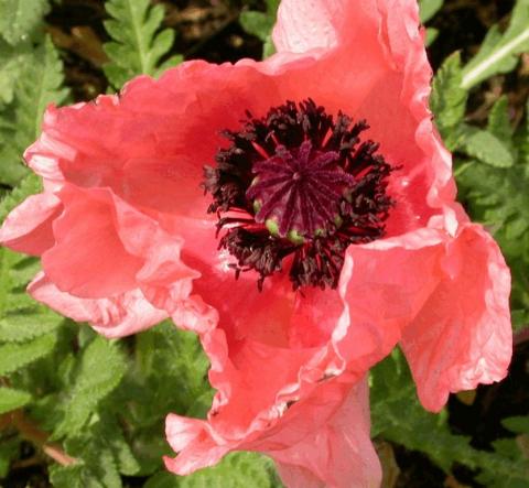 Papaver orientale 'Helen Elisabeth'