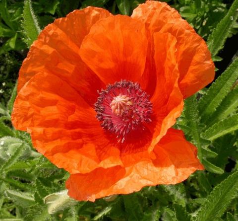 Papaver orientale 'Harvest Moon'