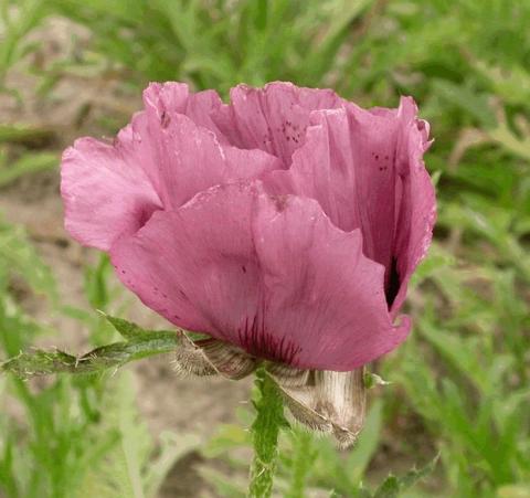 Papaver orientale 'Patty's Plume'