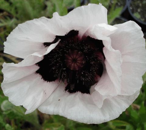 Papaver orientale 'Perry's White'