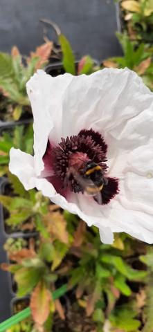 Papaver orientale 'Royal Wedding'