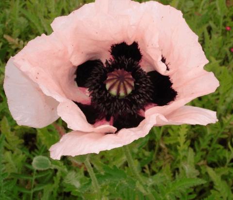 Papaver orientale 'Victoria Louise'