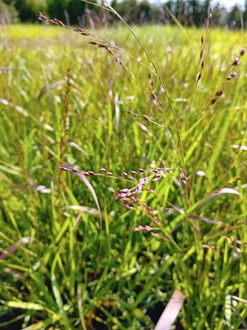 Panicum virgatum 'Squaw'