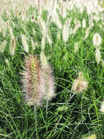 Pennisetum alopecuroïdes 'Reborn'