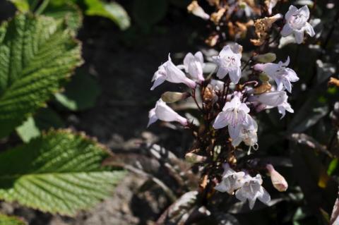 Penstemon digitalis 'Huskers Red'