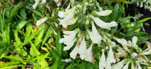 Penstemon hirsutus 'Pygmeus Albus'