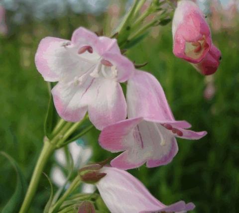 Penstemon hybride 'Apple Blossom'