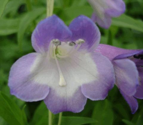 Penstemon hybride 'Alice Hindley'